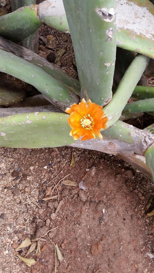Guest House Orquidea سال راي المظهر الخارجي الصورة