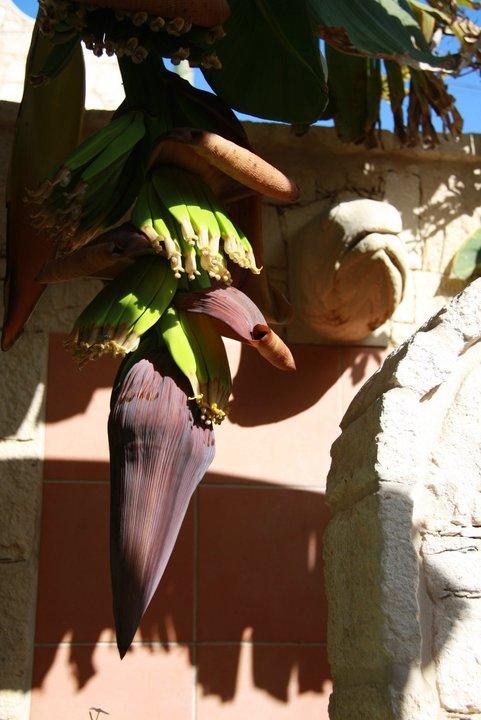 Guest House Orquidea سال راي المظهر الخارجي الصورة